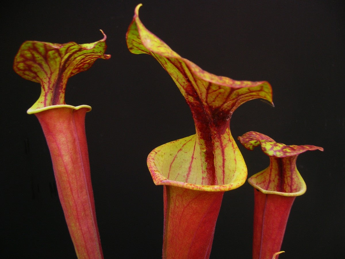 Sarracenia flava var. rubricorpora  F161 MK  Apalachicola National Forest, FL. W