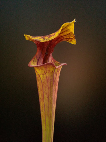 Sarracenia flava var. rubricorpora , Wewahitchka ,FL.   F162 MK