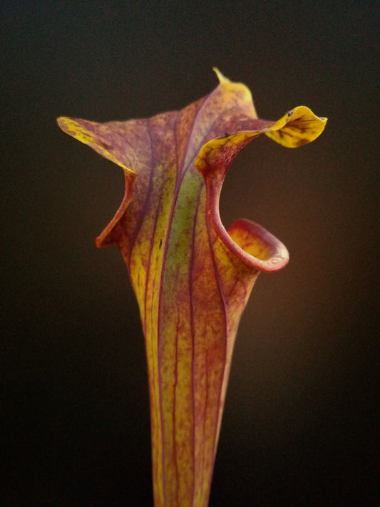 Sarracenia flava var. rubricorpora , Wewahitchka ,FL.   F162 MK