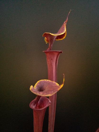 Sarracenia flava var. atropurpurea F174 MK  Marston Exotics