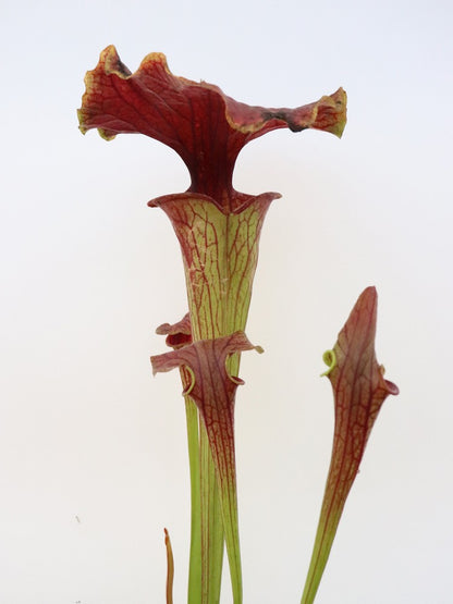 Sarracenia flava var. atropurpurea " Kimber red ruffled " F195 MK