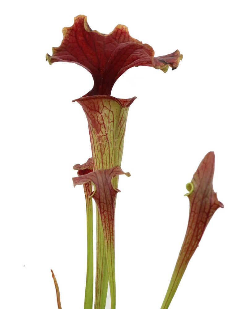 Sarracenia flava var. atropurpurea " Kimber Red Ruffled " F195 MK