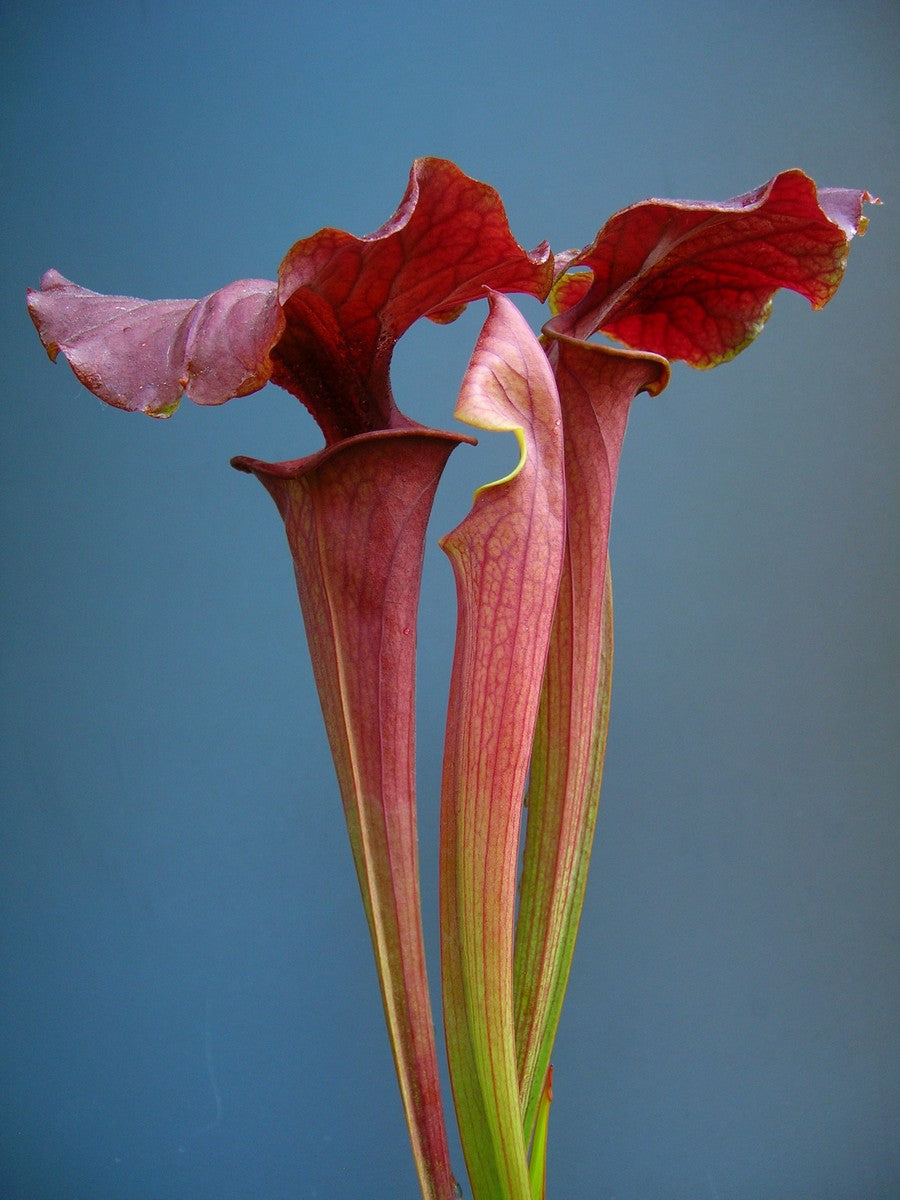 Sarracenia flava var. atropurpurea " Kimber Red Ruffled " F195 MK