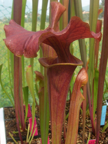 Sarracenia flava var. atropurpurea " Kimber red ruffled " F195 MK