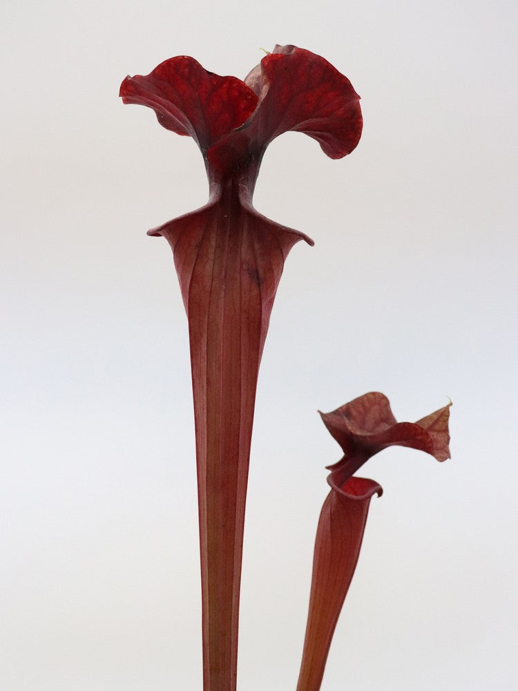 Sarracenia flava var. atropurpurea  F198 MK