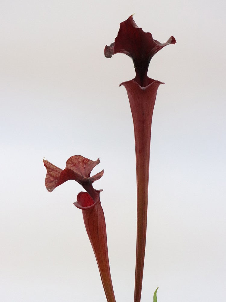 Sarracenia flava var. atropurpurea F198 MK