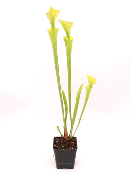 Sarracenia flava var. Maxima F1 MK North Carolina