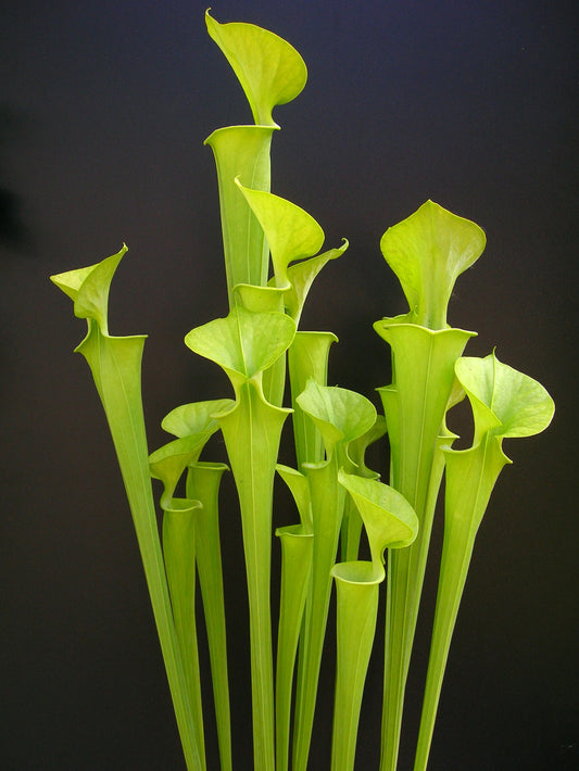 Sarracenia flava var. Maxima F1 MK North Carolina