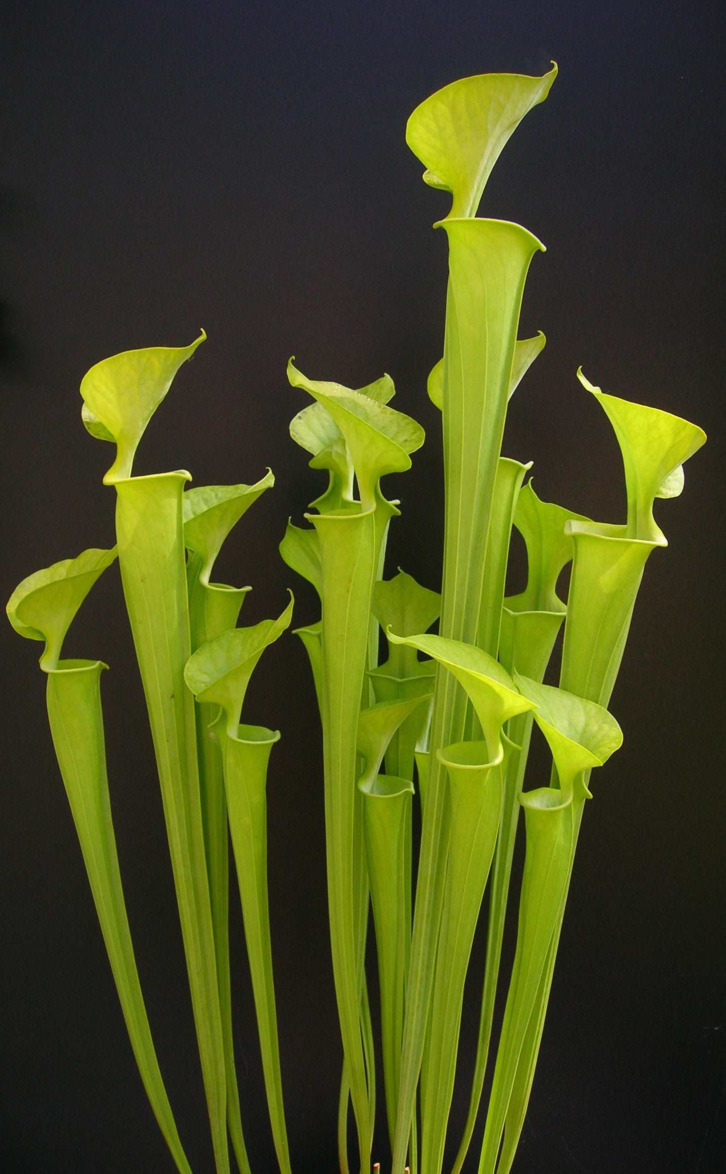 Sarracenia flava var. Maxima F1 MK North Carolina