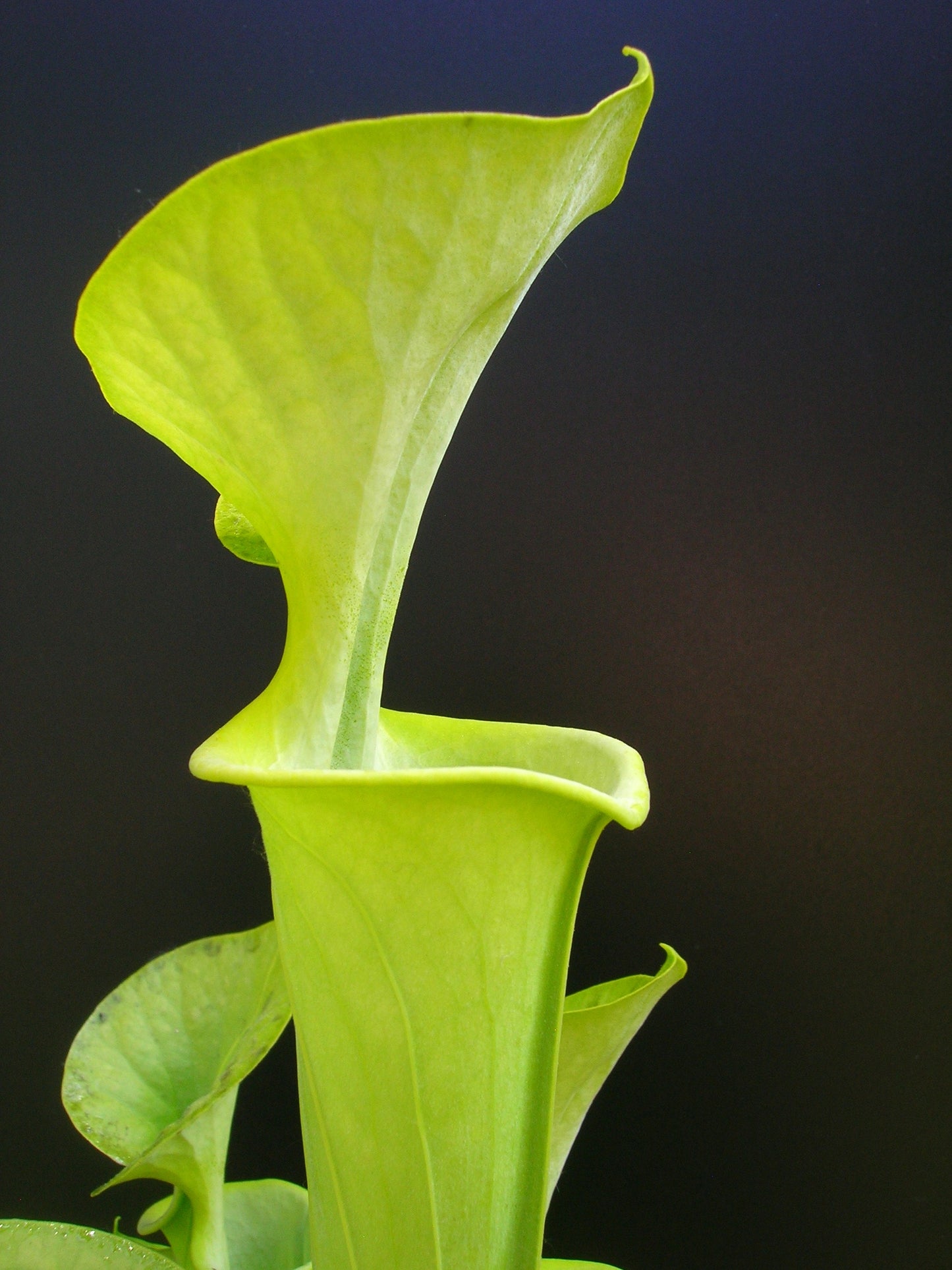 Sarracenia flava var. Maxima F1 MK North Carolina