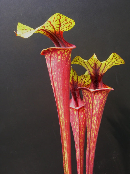 Sarracenia flava var. dekoriert F208 MK