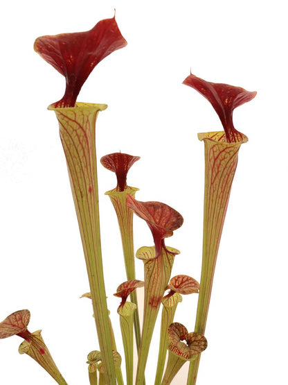 Sarracenia flava var. cuprea  F216 MK