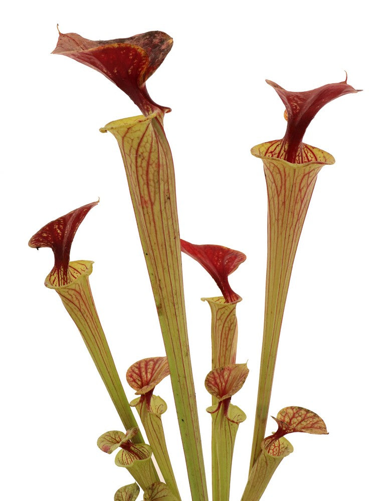 Sarracenia flava var. cuprea  F216 MK