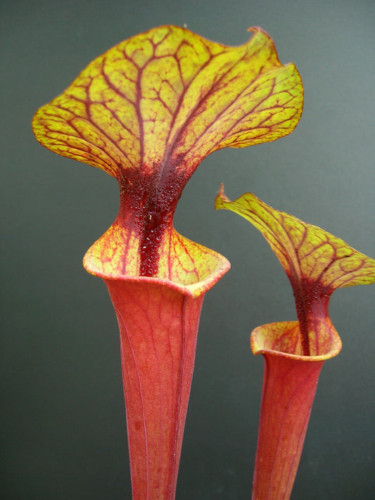 Sarracenia flava var. rubricorpora F226 MK