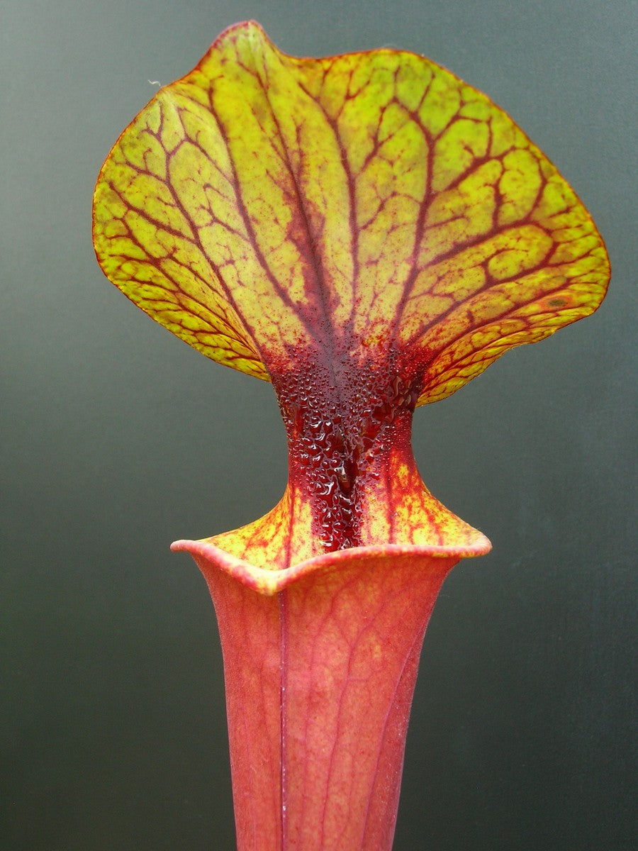 Sarracenia flava var. rubricorpora F226 MK