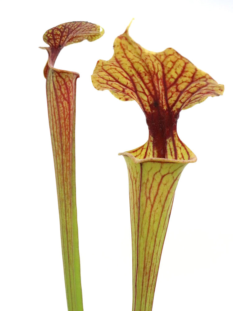 Sarracenia flava var. ornata F31 MK Sehr stark geädert, Golfküste, West