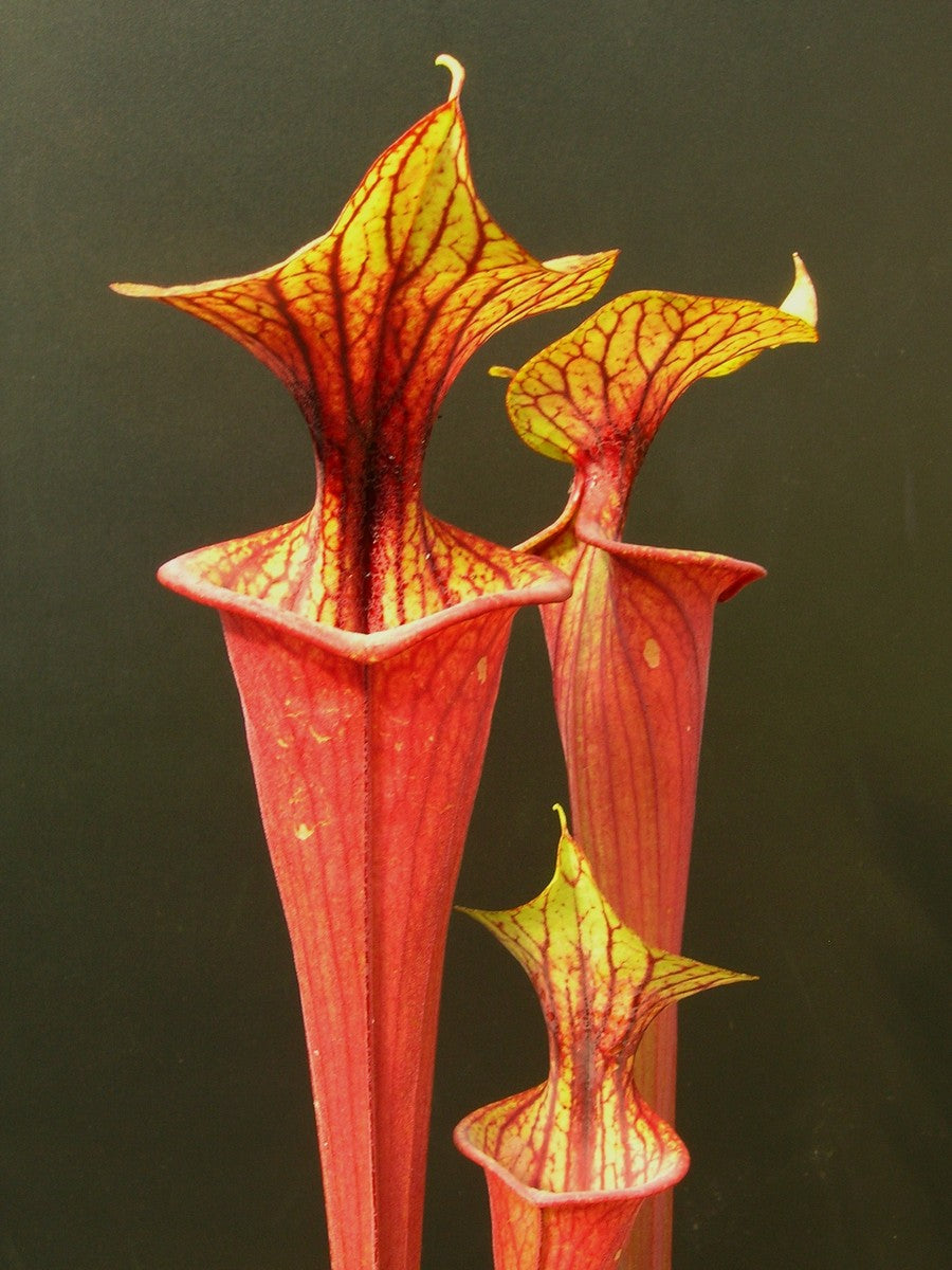 Sarracenia flava var. rubricorpora F25A MK „Claret“