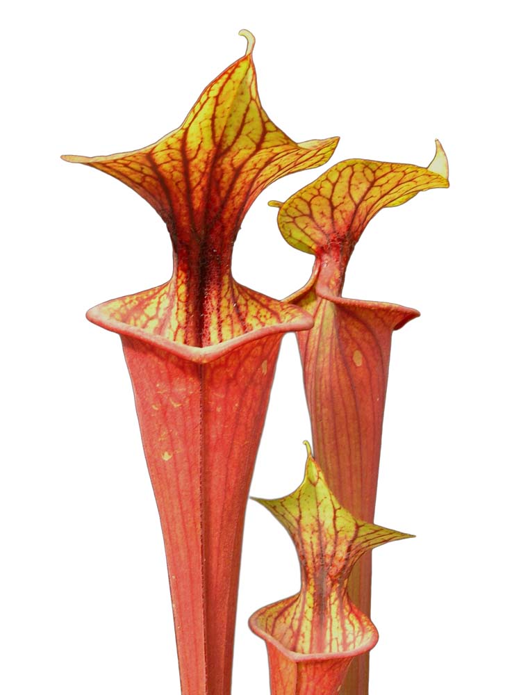 Sarracenia flava var. rubricorpora F25A MK "Claret"