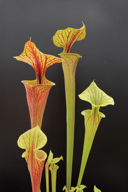 Sarracenia flava var. rubricorpora F25c MK "claret" x "claret"