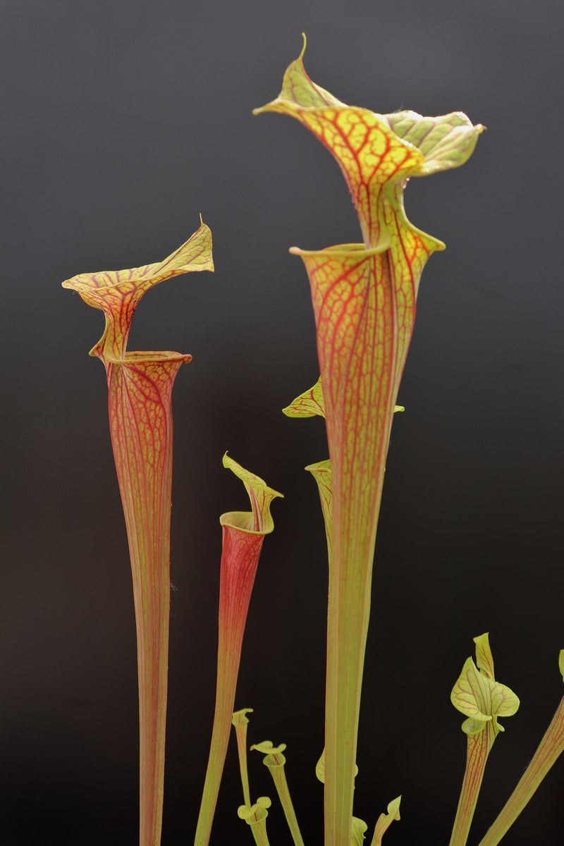 Sarracenia flava var. rubricorpora F25c MK "claret" x "claret"