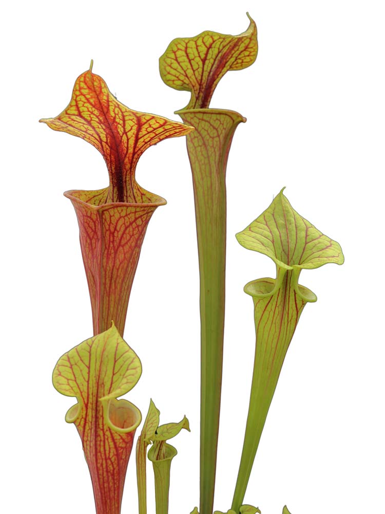 Sarracenia flava var. rubricorpora F25 C MK "Claret"