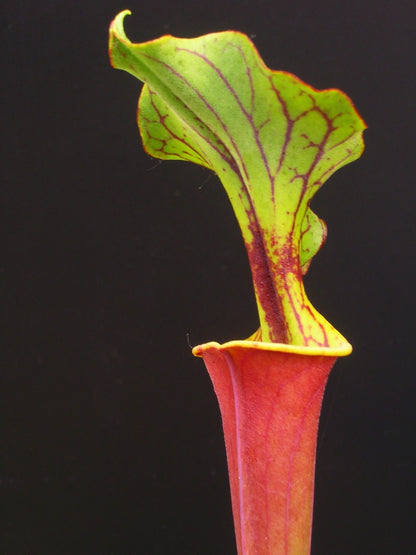 Sarracenia flava var. rubricorpora 'Burgundy' F26 MK