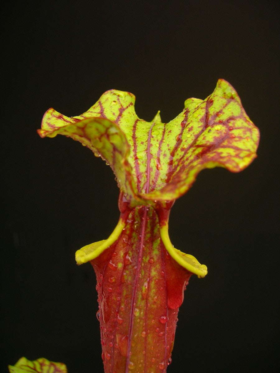 Sarracenia flava var. rubricorpora 'Burgundy' F26 MK