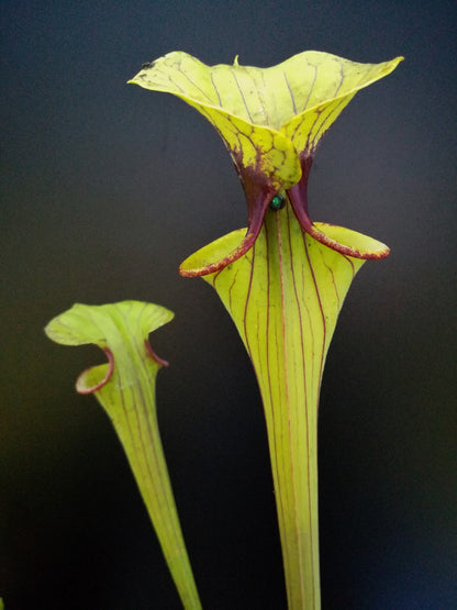 Sarracenia flava var. ornata F276 MK "Pocohontas"