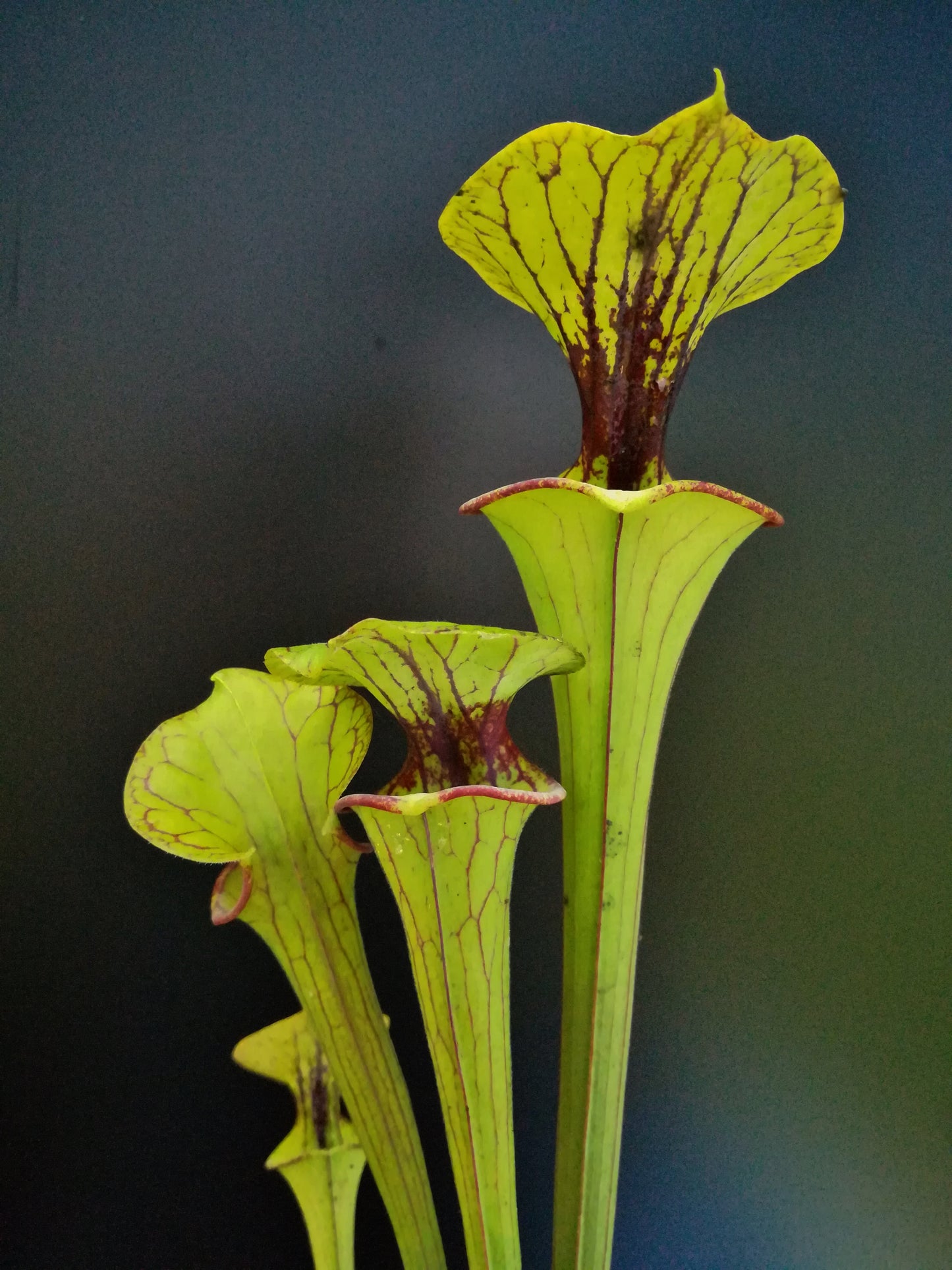 Sarracenia flava var. ornata F276 MK "Pocohontas"