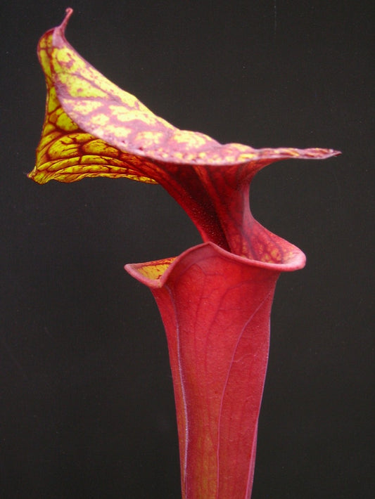 Sarracenia flava var. rubricorpora "Very Dark"  Liberty Co. FL  F30 MK