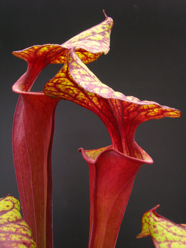 Sarracenia flava var. rubricorpora "Very Dark"  Liberty Co. FL  F30 MK