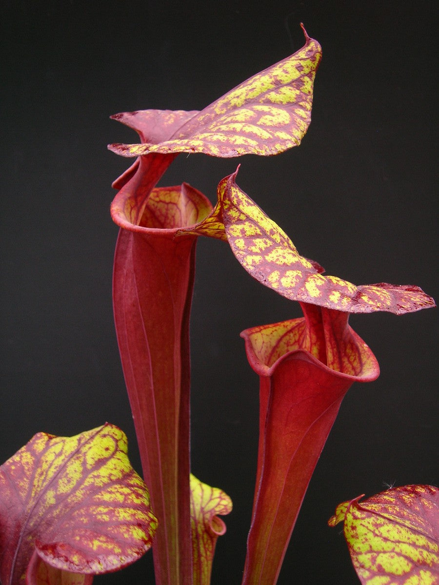 Sarracenia flava var. rubricorpora "Very Dark"  Liberty Co. FL  F30 MK