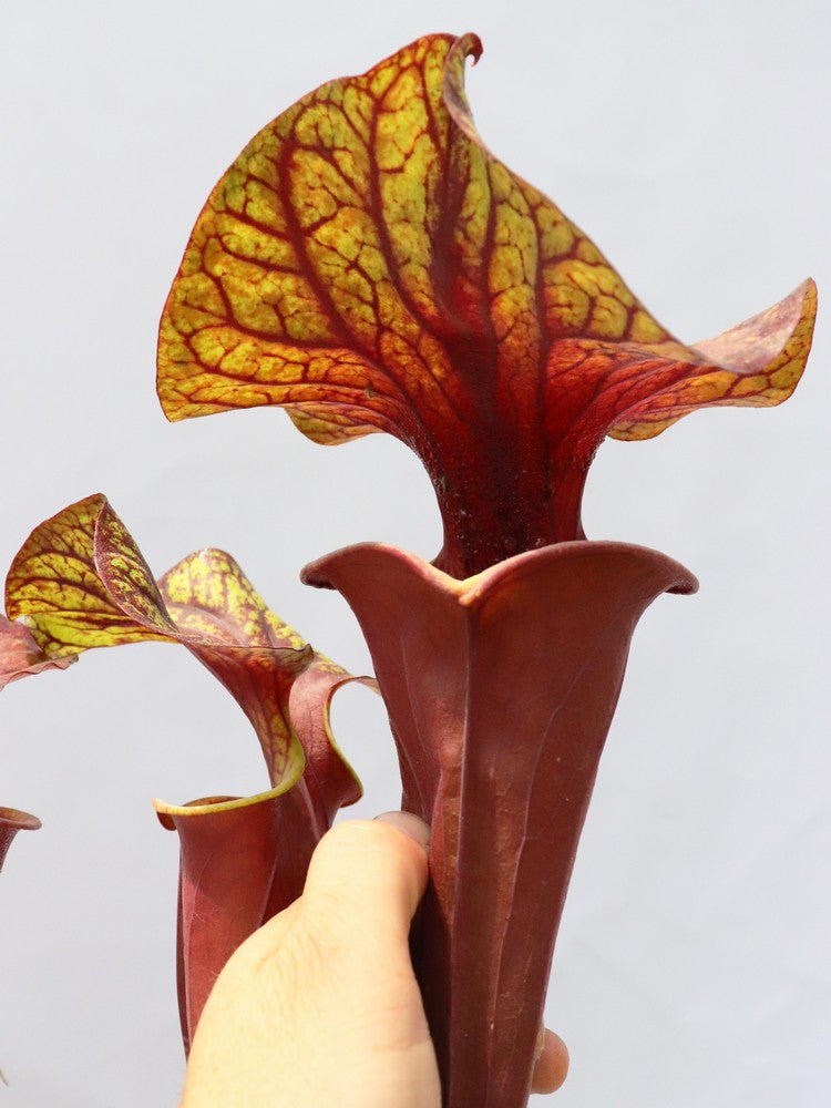 Sarracenia flava var. rubricorpora   Purple tube, Milton, FL.  F45 MK