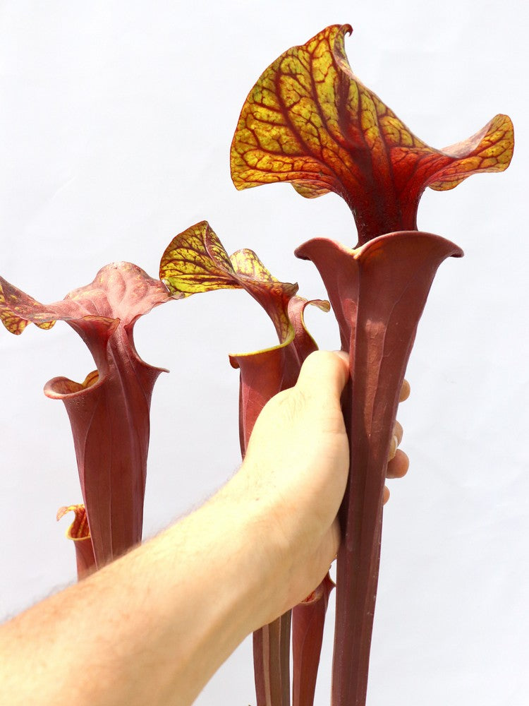 Sarracenia flava var. rubricorpora   Purple tube, Milton, FL.  F45 MK