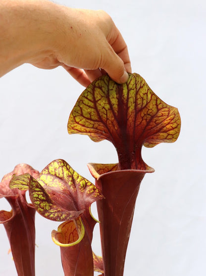 Sarracenia flava var. rubricorpora   Purple tube, Milton, FL.  F45 MK