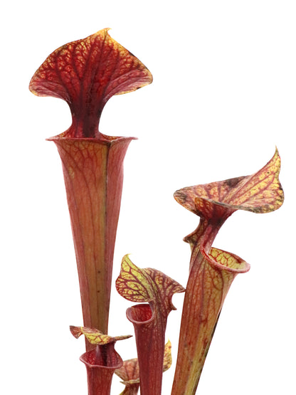 Sarracenia flava var. ornata  Heavy Veined F47 MK