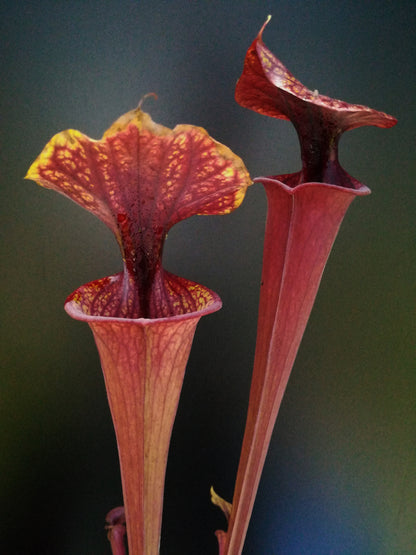 Sarracenia flava var. ornata  Heavy Veined F47 MK