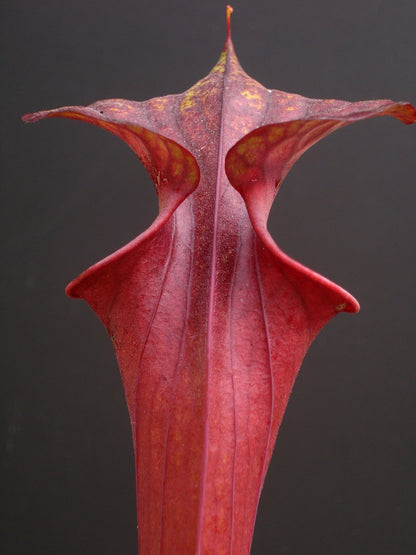 Sarracenia flava var. rubricorpora  F57 MK Purple tube,Nr Holley, FL