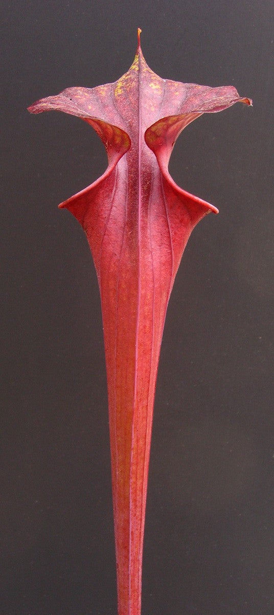 Sarracenia flava var. rubricorpora  F57 MK Purple tube,Nr Holley, FL