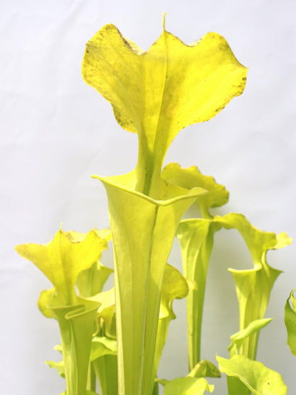 Sarracenia flava var. maxima  F64 PW "Beautiful Yellow Pitchers"