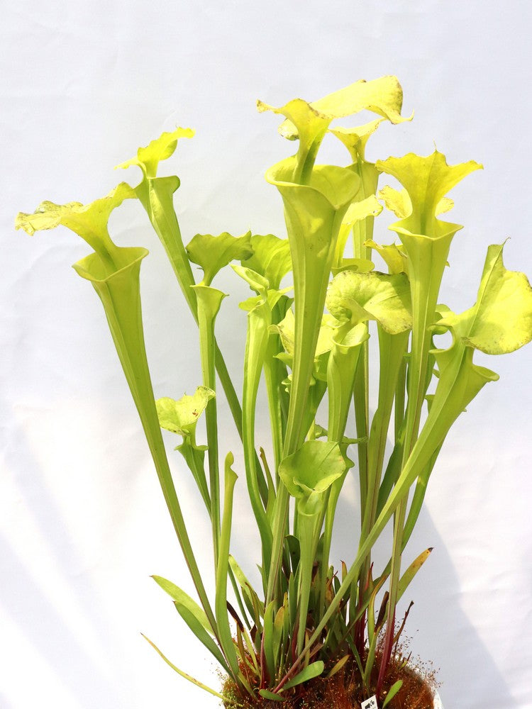 Sarracenia flava var. maxima  F64 PW "Beautiful Yellow Pitchers"