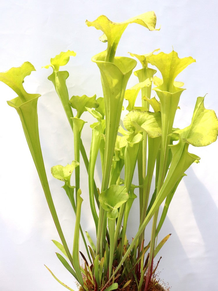 Sarracenia flava var. maxima  F64 PW "Beautiful Yellow Pitchers"