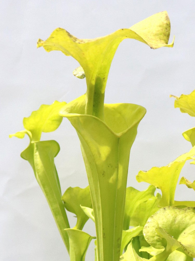 Sarracenia flava var. maxima  F64 PW "Beautiful Yellow Pitchers"