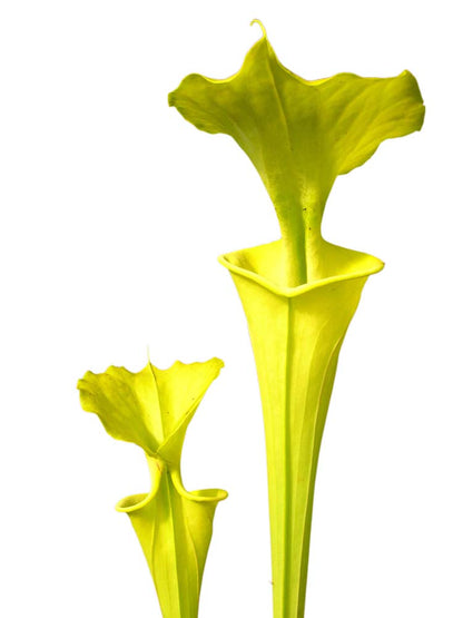 Sarracenia flava var. maxima  F64 PW "Beautiful Yellow Pitchers"