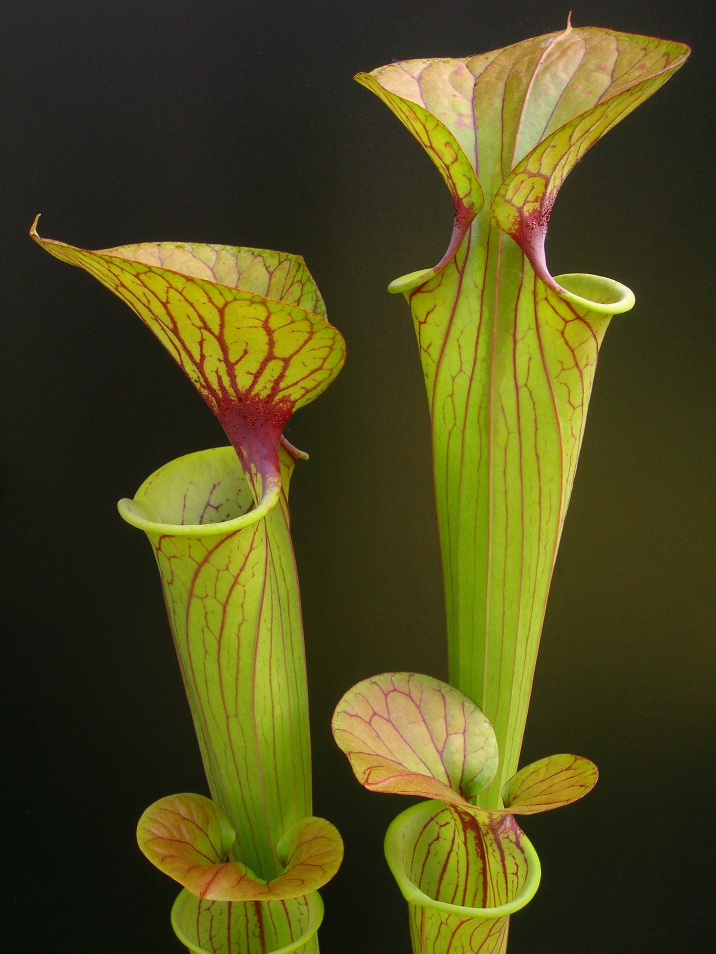 Sarracenia flava var. geschmückt F72 PW