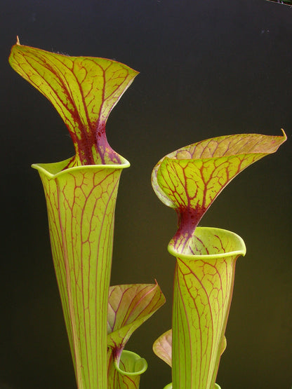 Sarracenia flava var. geschmückt F72 PW