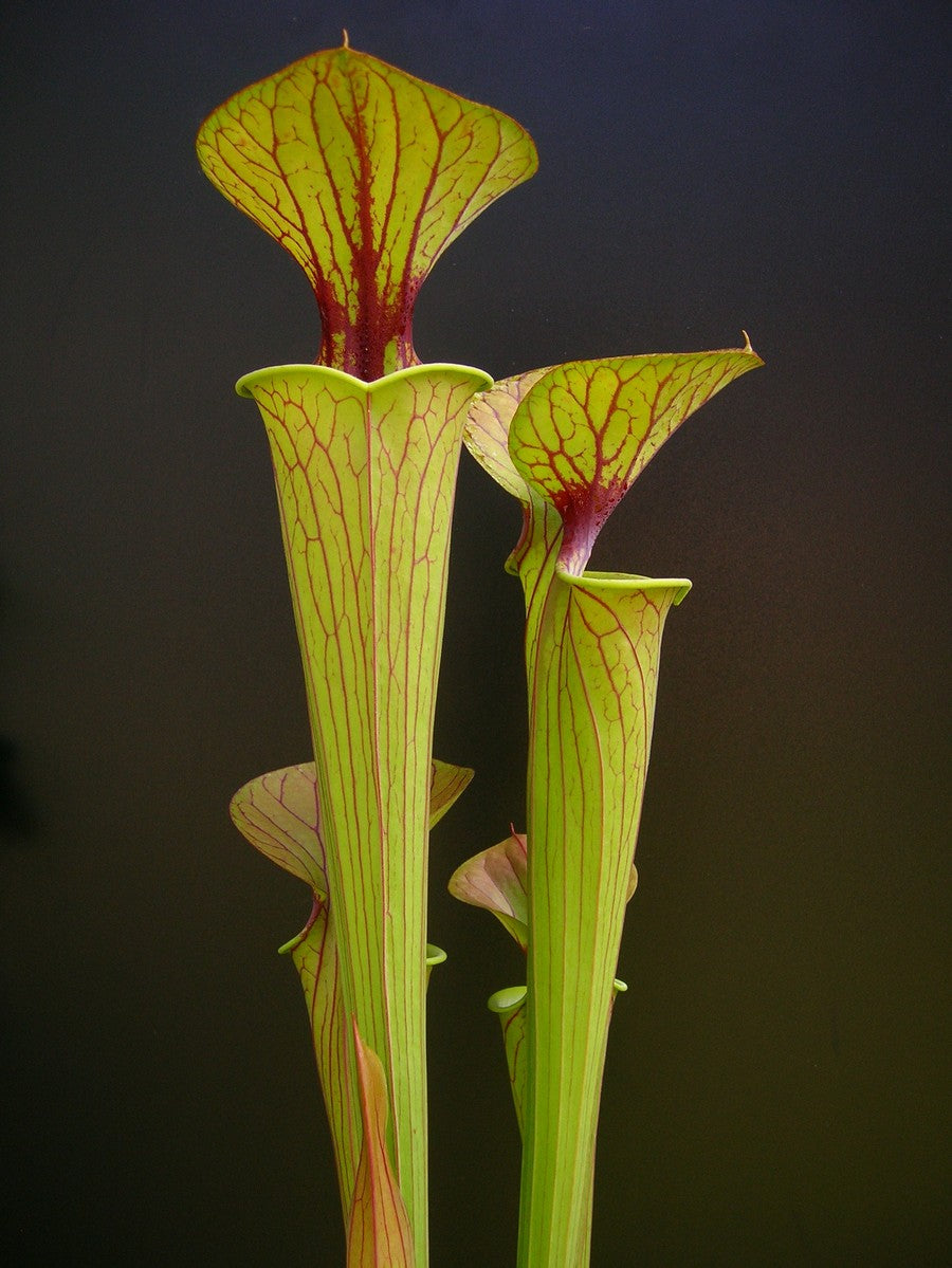 Sarracenia flava var. geschmückt F72 PW