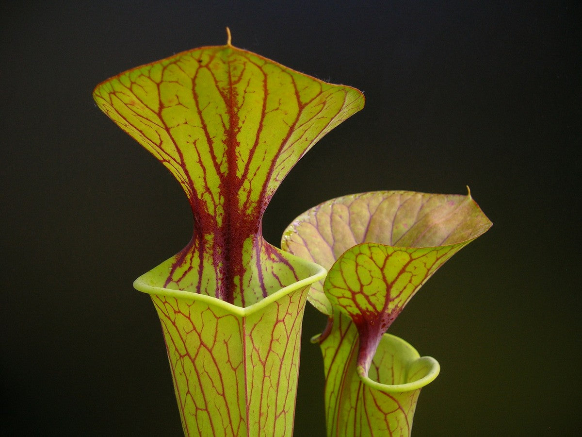 Sarracenia flava var. ornata F72 PW