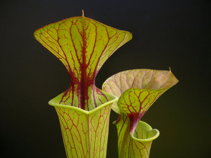 Sarracenia flava var. ornata  F72 PW