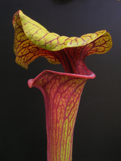 Sarracenia flava var. ornata  "Dipping lid" F87 MK